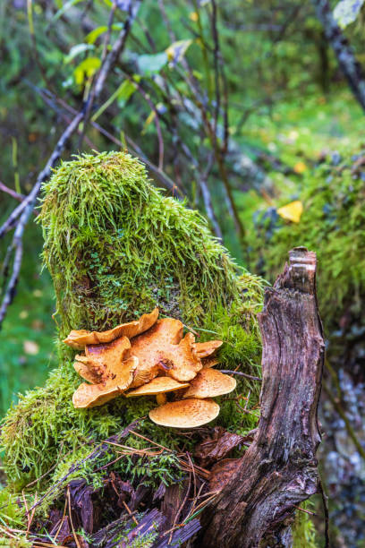 istock Moss and Shaggy scalycap mushroom growing on a tree 1562836116