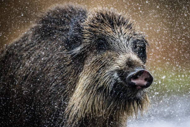 Wild boar female (Sus scrofa) playing in the water, natural habitat, springtime.