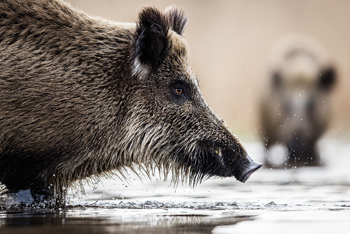 Wild boar female (Sus scrofa) crossing the lake, natural habitat, springtime.