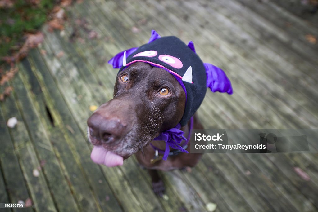 Halloween chien - Photo de Chien libre de droits