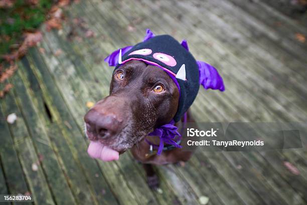 Dia Das Bruxas Cão - Fotografias de stock e mais imagens de Cão - Cão, Doce ou Partida, Dia das Bruxas