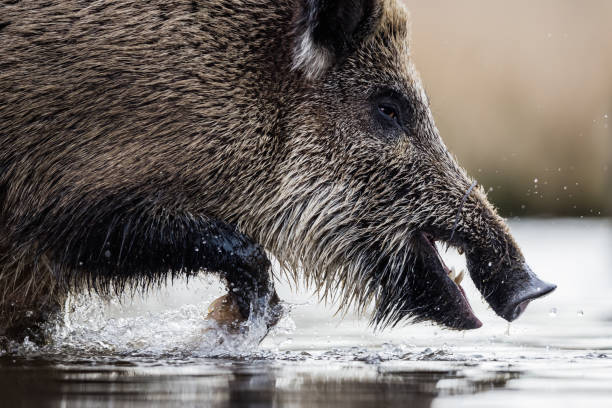 Wild boar female (Sus scrofa) crossing the lake, natural habitat, springtime.