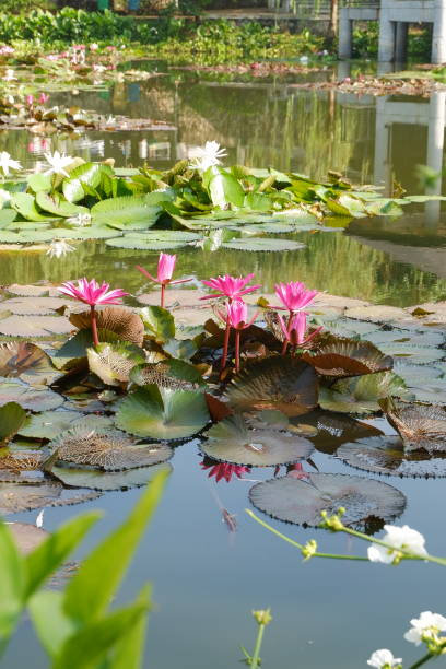 istock Blooming pink and white lotus flower on the pond 1562837201