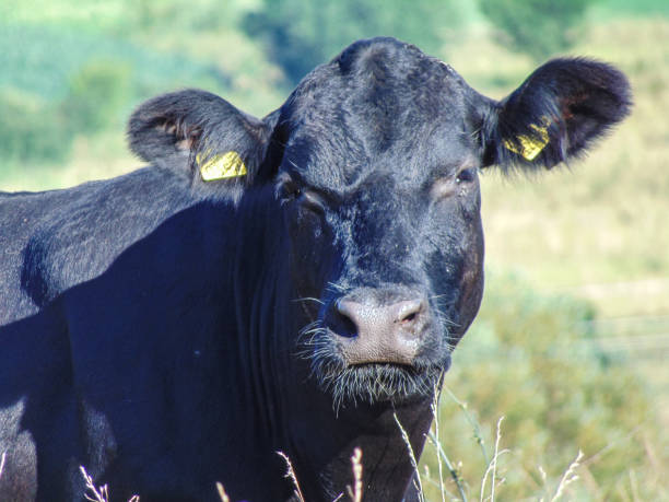 istock Black angus cow portrait. Animal 1562841036