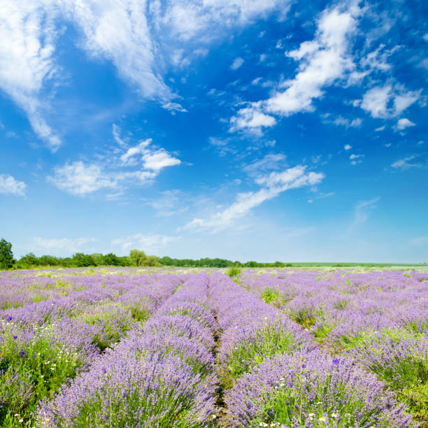 istock A field of lavender and blue sky. 1562842225