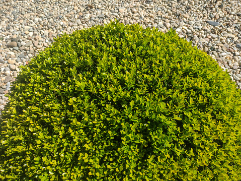 Buxus sempervirens plant in the summer. In Romania
