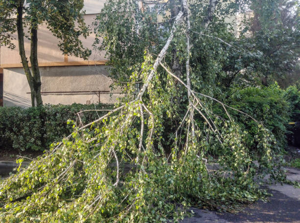 istock Tree broken after a storm in Baia Mare city, Romania. July 2023 1562844236
