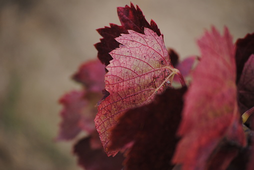 Vineyard plantation with beauitufl autumn colors. La Rioja, Spain.