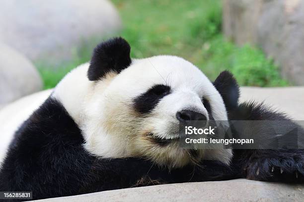 寝室のパンダ - パンダのストックフォトや画像を多数ご用意 - パンダ, 疲れている, アジア大陸