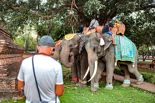 Riding elephants for tourism. Tourists watching the elephants riders feed the elephants. Using elephant labor for tourism. Raising money to raise elephants.