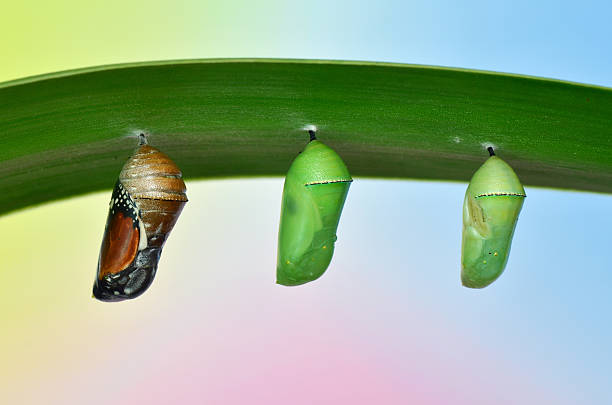 pupa of Plain Tiger Butterfly pupa of Plain Tiger Butterfly instar stock pictures, royalty-free photos & images