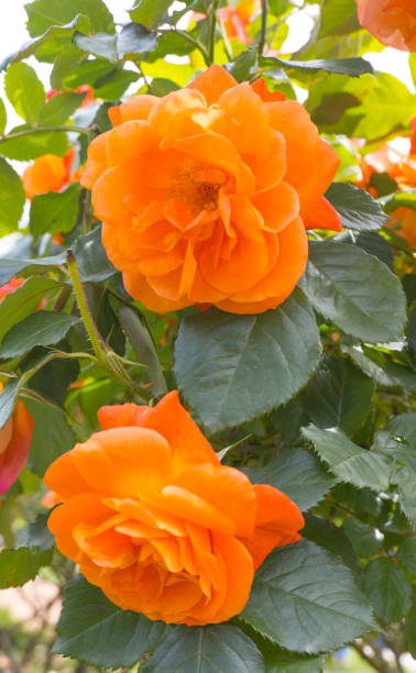 istock Orange rose flowers blooming side by side 1562865965