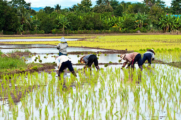 istock Farmers working planting rice in the paddy field 156287570
