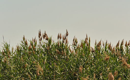 Typha herbaceous plant. Green reeds in the swamp