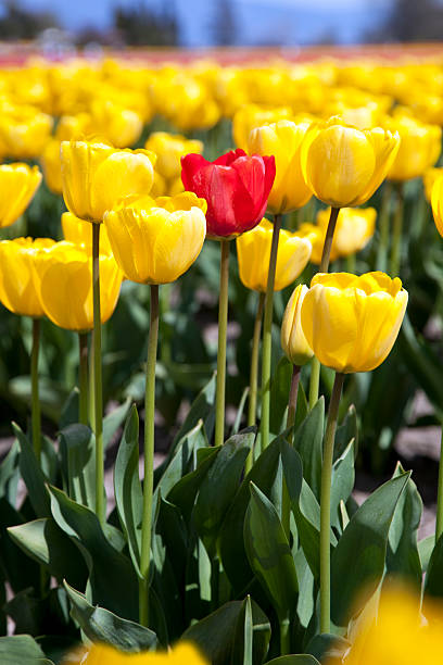 istock Single red tulip in field of yellow 156287787