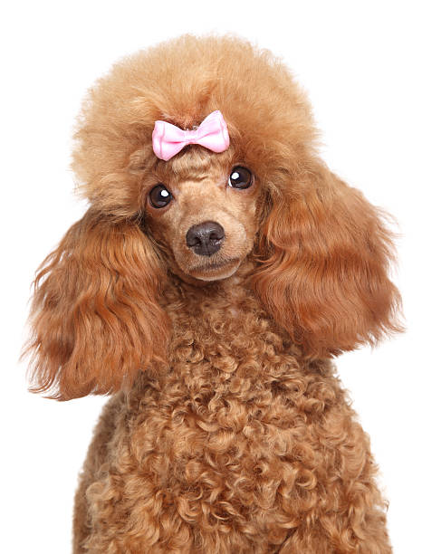 istock Toy poodle puppy close-up portrait 156287896