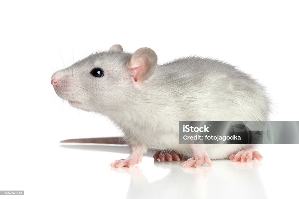 쥐 흰색 배경의 - 로열티 프리 동물 스톡 사진
