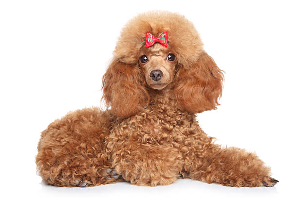 istock Toy poodle puppy on a white background 156287912