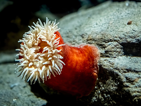 Red sea anemone anchored itself to the side of a rock at on the bottom of an aquarium.