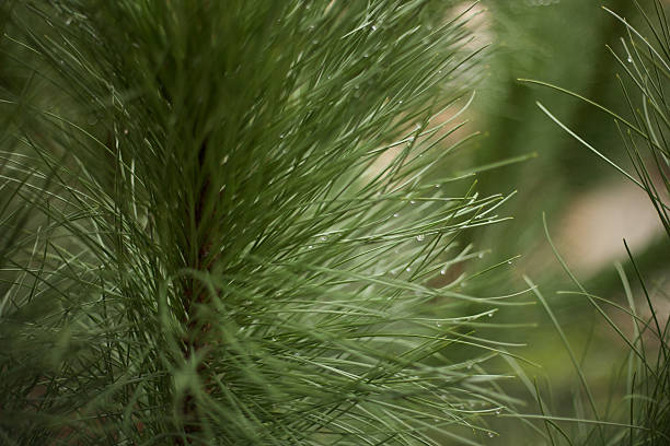 pine needles stock photo