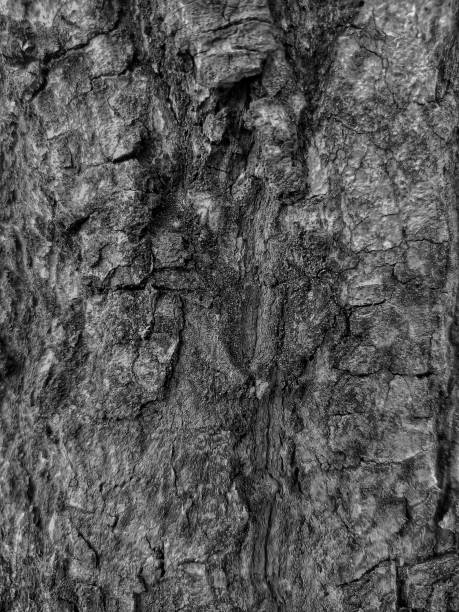istock Selective focus of a tree skin texture in black and white colorization. 1562887045