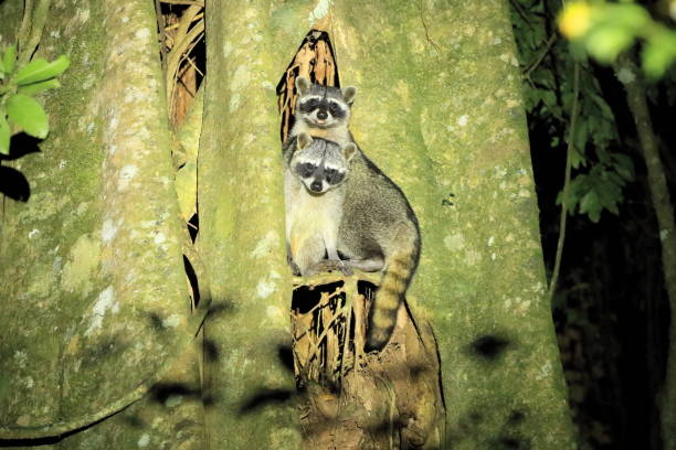 istock raccoons resting in a tree in Costa Rica 1562896774