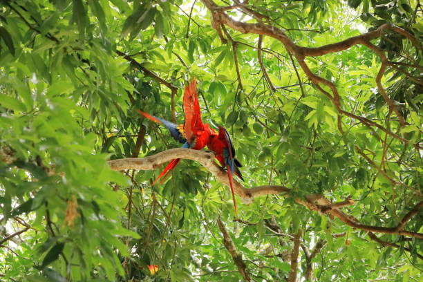 istock wild scarlet macaws on tree, costa rica 1562897340