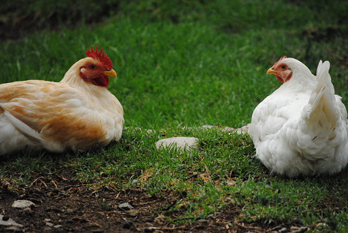 Chicken couple in the garden