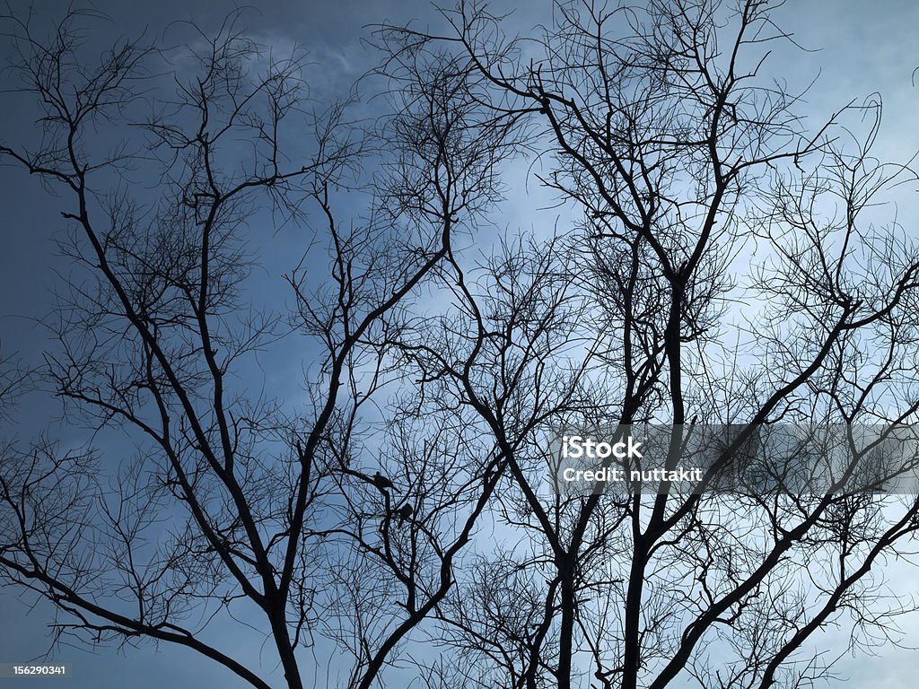 전체 실루엣 기체상태의 나무 수평계 - 로열티 프리 0명 스톡 사진