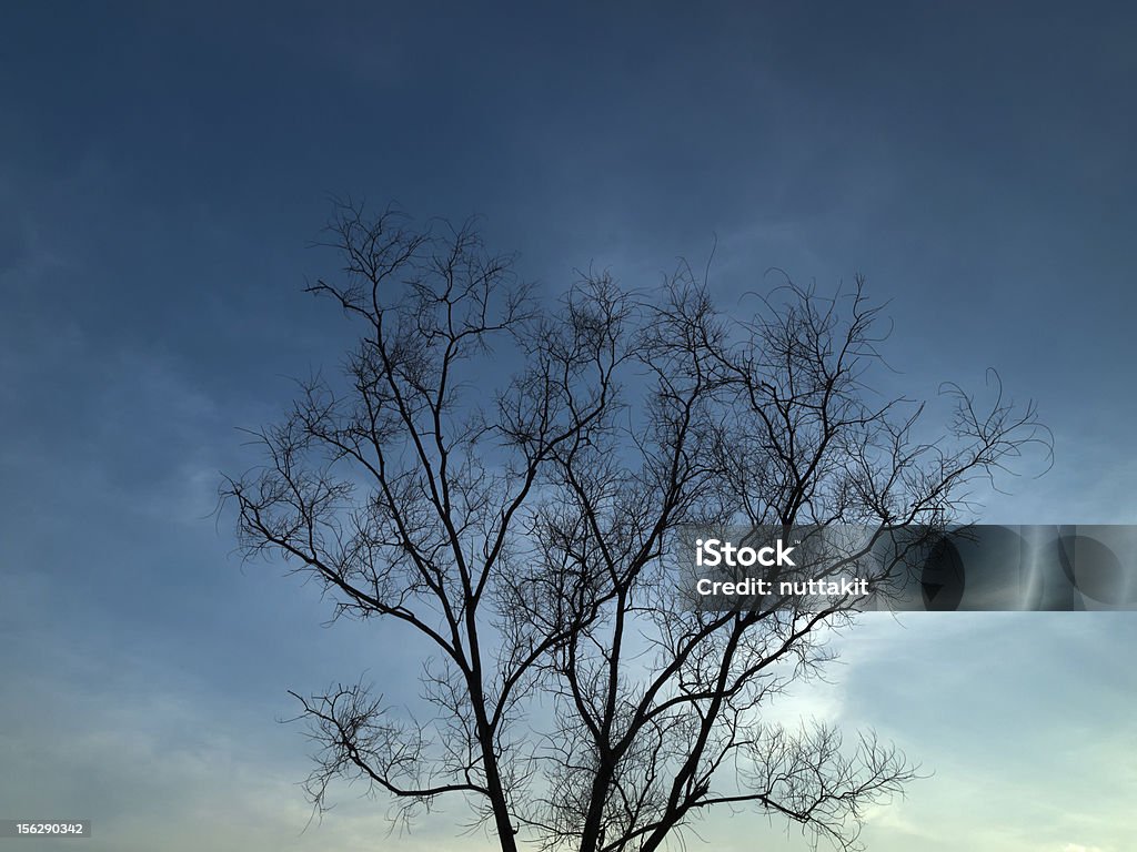 Sagoma albero secco orizzontale - Foto stock royalty-free di Albero