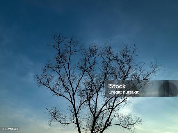 Sagoma Albero Secco Orizzontale - Fotografie stock e altre immagini di Albero - Albero, Albero spoglio, Ambientazione esterna