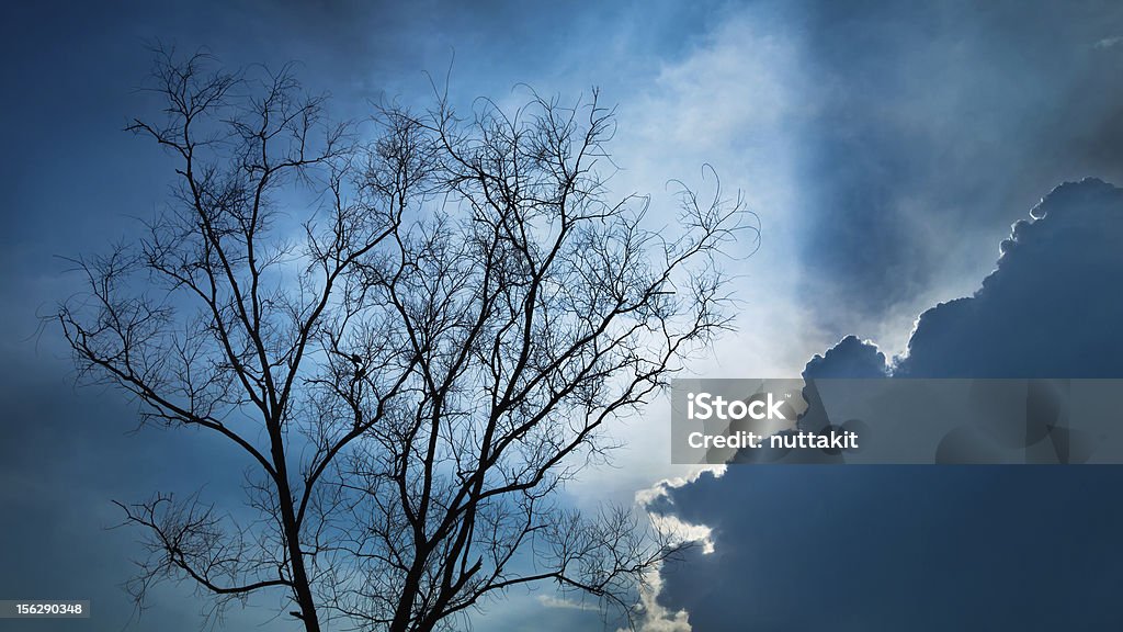 Silhouette d'arbre sec - Photo de Arbre libre de droits