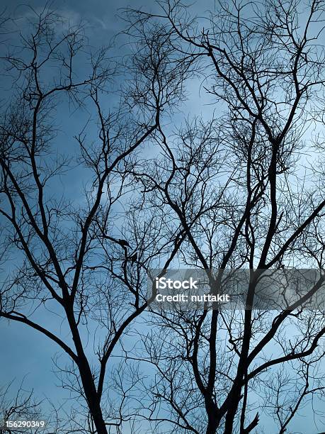 Silhueta De Árvore Seca - Fotografias de stock e mais imagens de Ao Ar Livre - Ao Ar Livre, Azul, Estação do ano