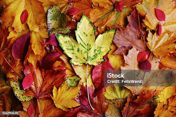 Otoño Leafes Foto de stock y más banco de imágenes de Amarillo - Color - Amarillo - Color, Arce, Color - Tipo de imagen