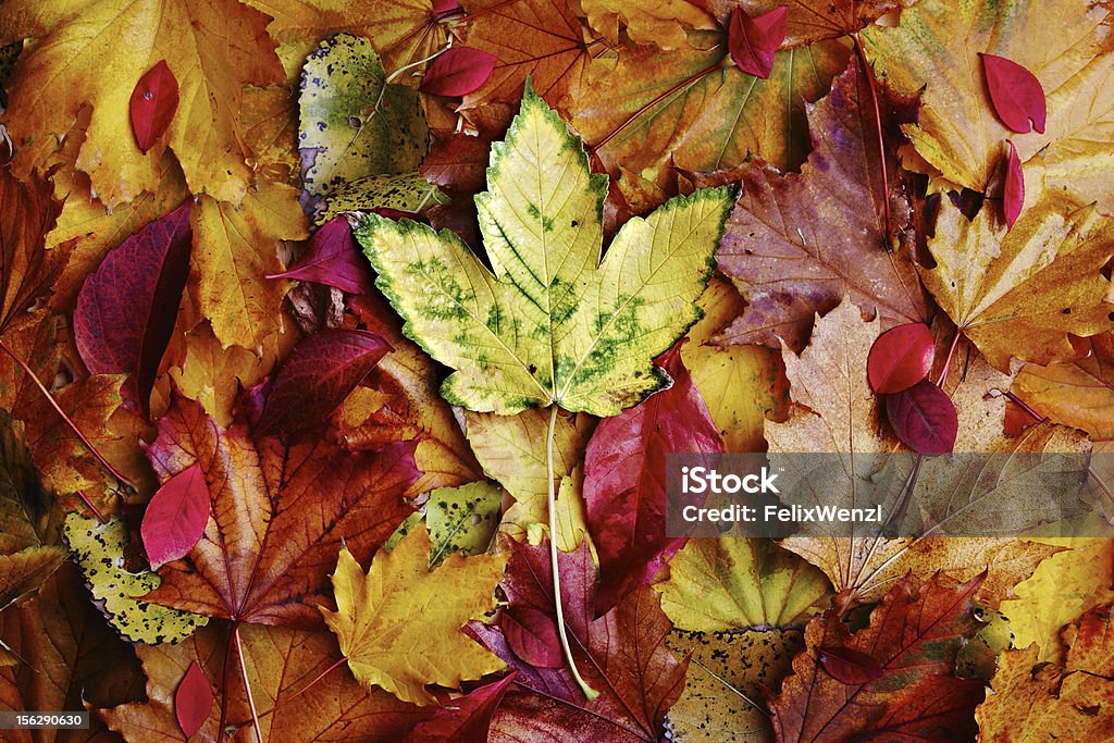 Outono leafes - Royalty-free Amarelo Foto de stock