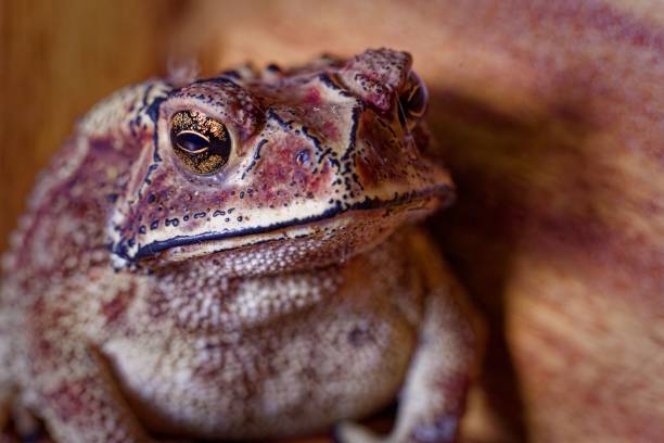 istock Closeup shot of details on a maroon common toad 1562910714