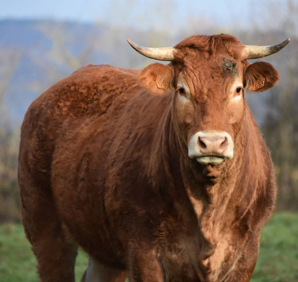 istock A brown cow into the campaign 1562918243