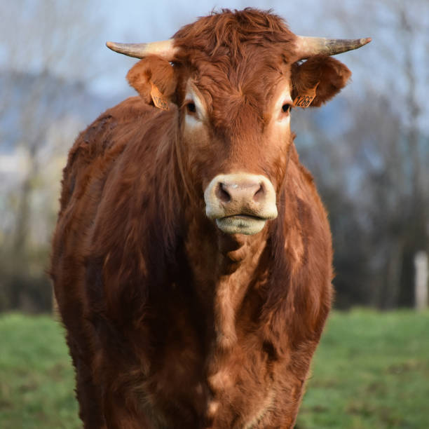 istock A brown cow looking in front of her 1562920372