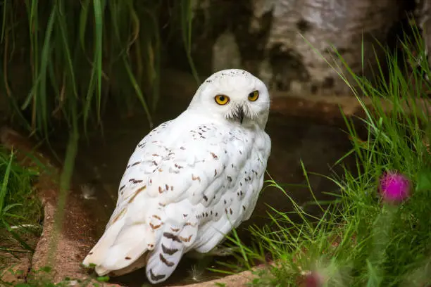 Full body of male snow owl bird in the forest