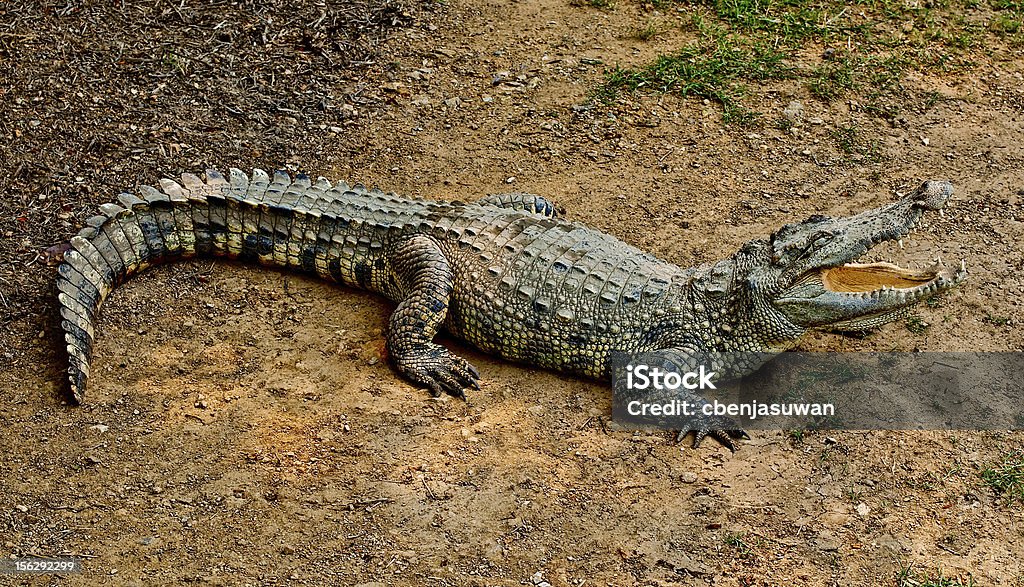 O crocodilo - Foto de stock de Agressão royalty-free