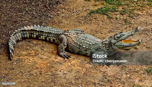 Foto de O Crocodilo e mais fotos de stock de Agressão - Agressão, Anfíbio, Animais caçando