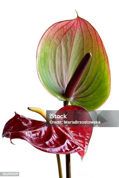 Flores De Vermelho E Verde Antúrio - Fotografias de stock e mais imagens de Antúrio - Antúrio, Cor verde, Figura para recortar