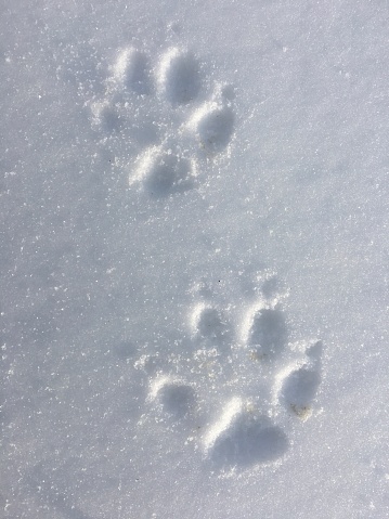 Des empreintes de pattes d’un animal sur la neige
