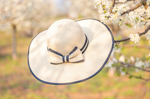 Fashionable straw hat is on the blooming plump tree.