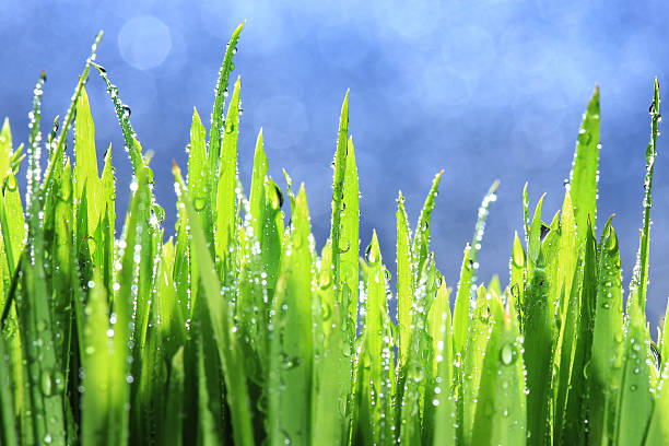 istock green blade of rice 156292610