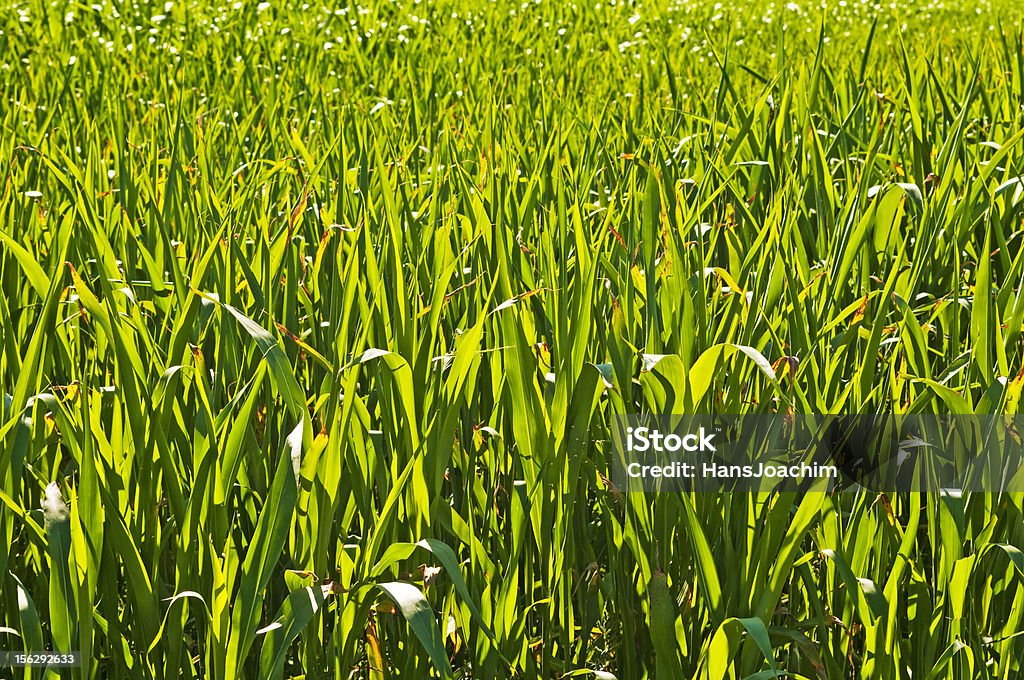 Sudán hierba, sorgo sudanense - Foto de stock de Hierba - Pasto libre de derechos