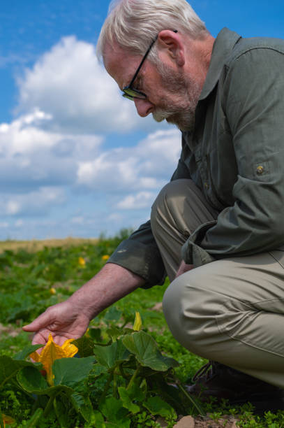 istock Senior man looking at a pumpkin plant flower 1562926904