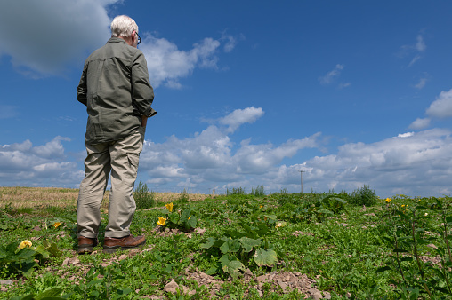 Senior man standing in a pumpkin patch on a bright summer afternoon in Scotland