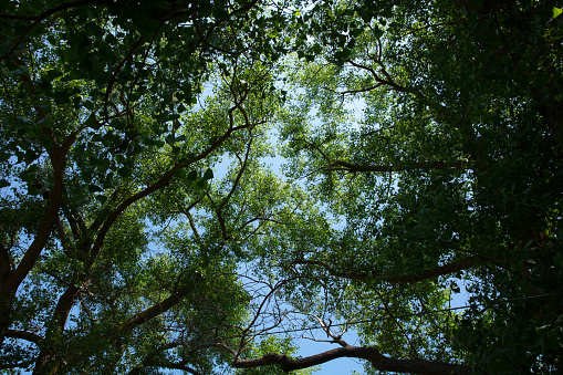 sky seen through tree branches