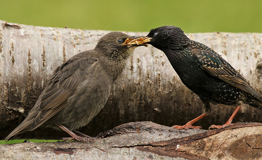 Fledglings being fed by parents